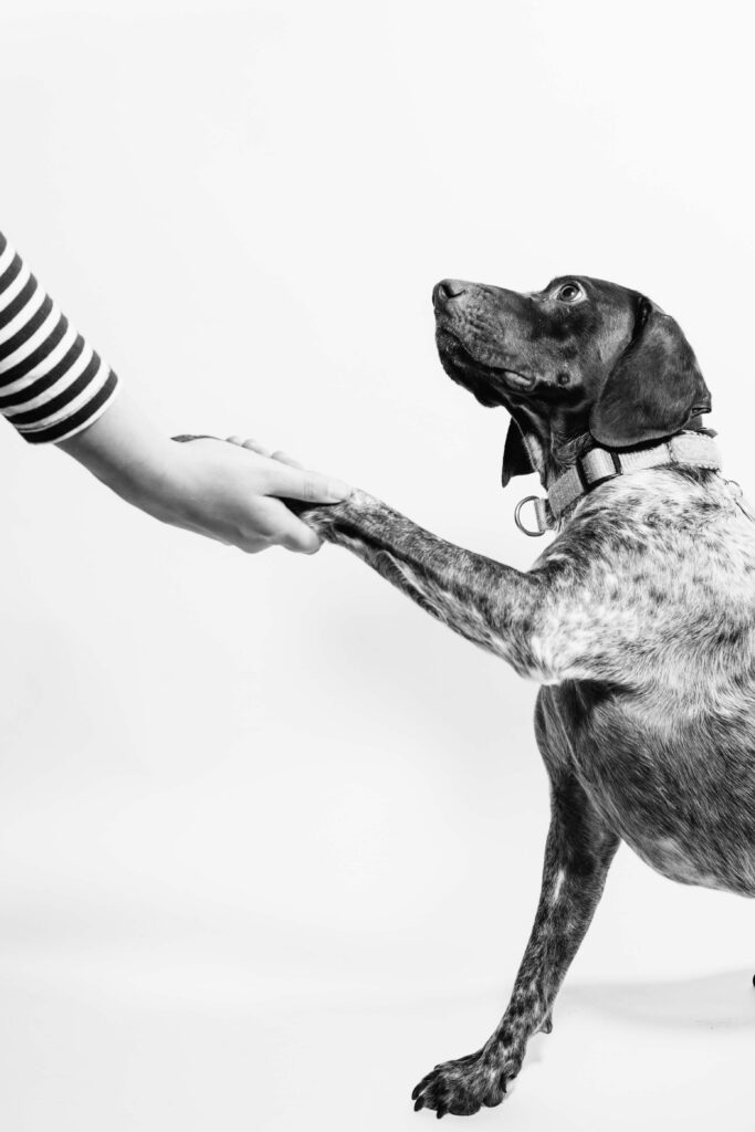 grayscale photo of person and dog holding hands trusted partners